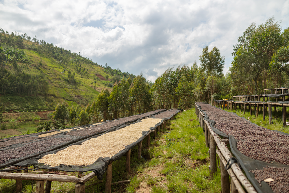 
                  
                    Akanyaru Hill (washed) - Nyamasheke, Rwanda
                  
                