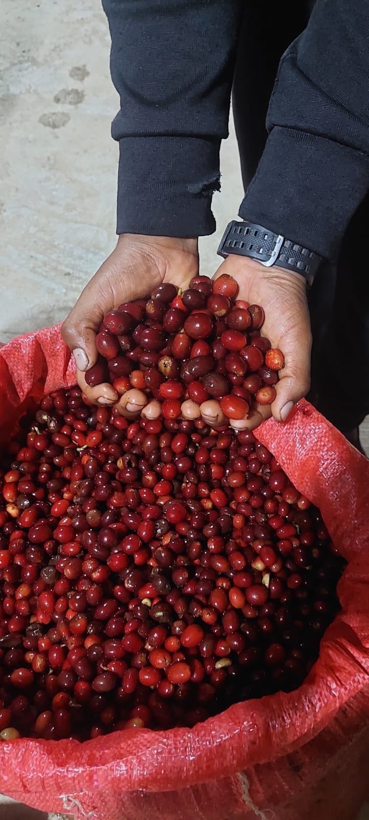 
                  
                    Carrasco - Caranavi, Bolivia
                  
                