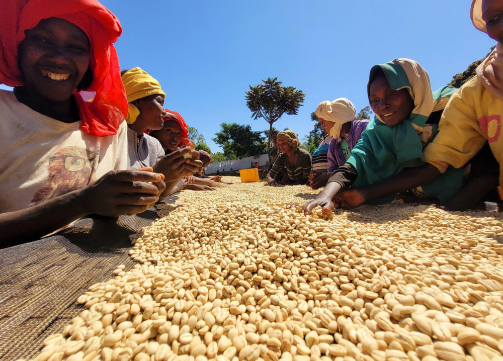 
                  
                    Banko Gotiti Washed - Yirgacheffe, Ethiopia
                  
                