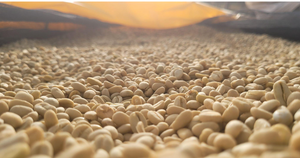 Banko Gotiti Washed - Yirgacheffe, Ethiopia
