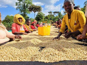 Banko Gotiti Washed - Yirgacheffe, Ethiopia