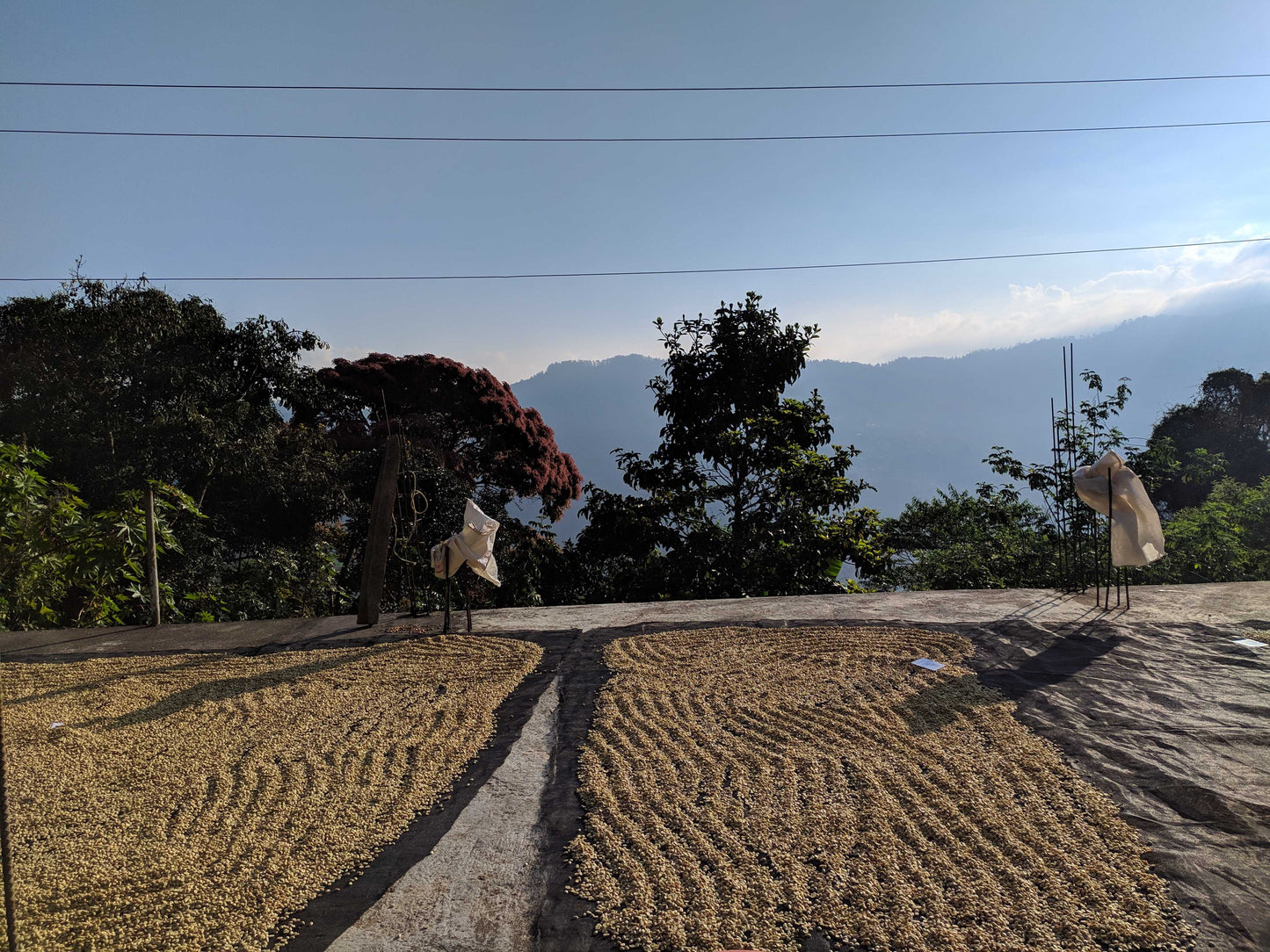 
                  
                    Mixteca (community lot) - San Pedro Yosotatu, Oaxaca, Mexico
                  
                